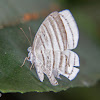 Leucochimona Butterfly