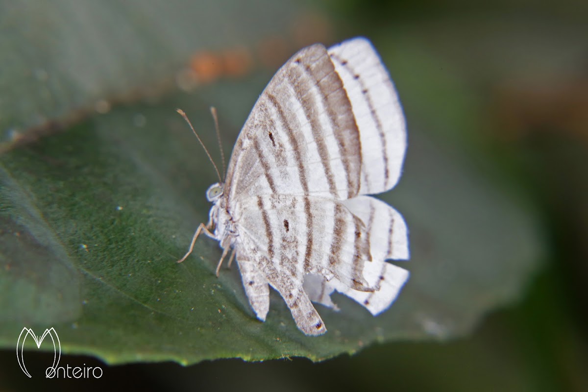 Leucochimona Butterfly