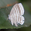 Leucochimona Butterfly