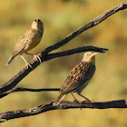 Western meadowlark