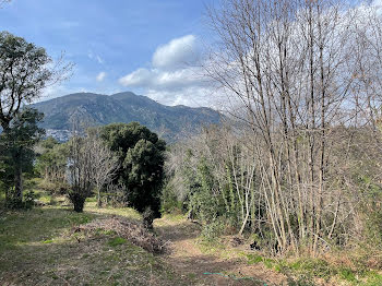 terrain à batir à Cervione (2B)