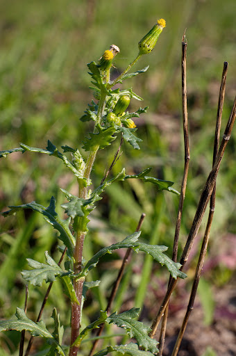 Senecio vulgaris