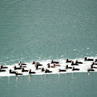 Surf Scoter