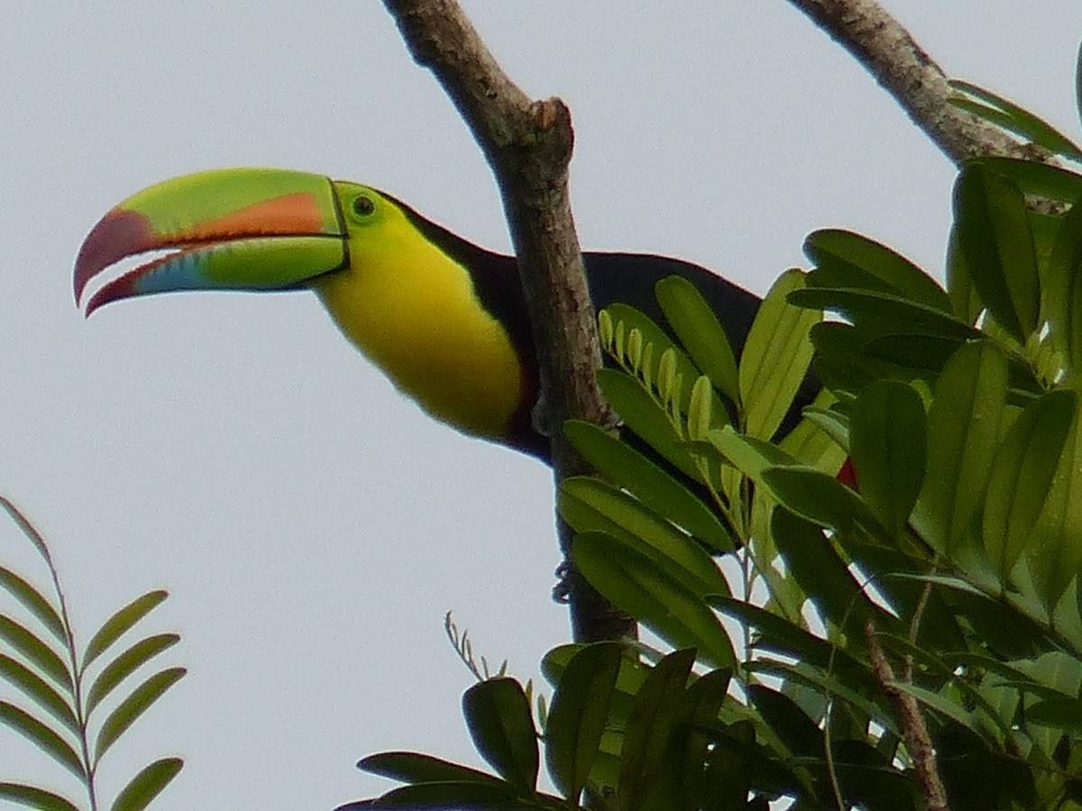 Keel-billed Toucan