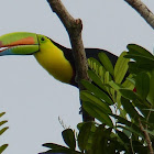 Keel-billed Toucan