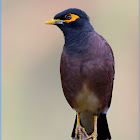 Common Myna