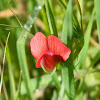 Red pea (κόκκινος λάθυρος