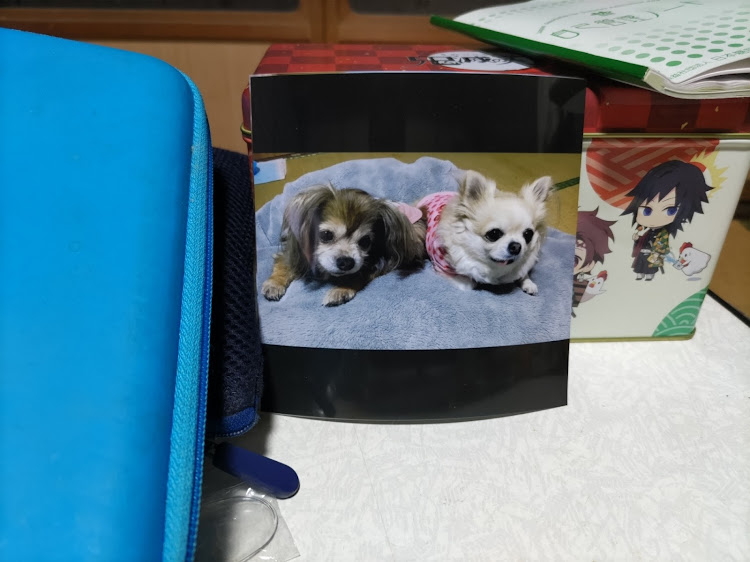 ゆうや♪ヽ(´▽｀)/さんが投稿したいつもイイね&コメントありがとうございます😊・桜とコラボ・ワンコは癒し🐶・庭キャン△に関するカスタム事例の投稿画像9枚目