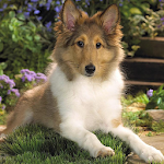 Collies Dog Jigsaw Puzzle Apk