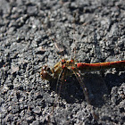 Highland Darter