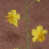 Small-flowered mullein