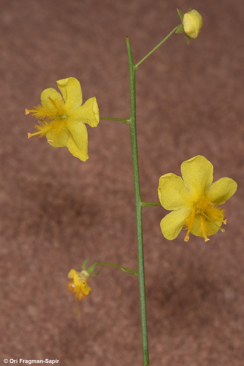 Small-flowered mullein