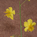 Small-flowered mullein