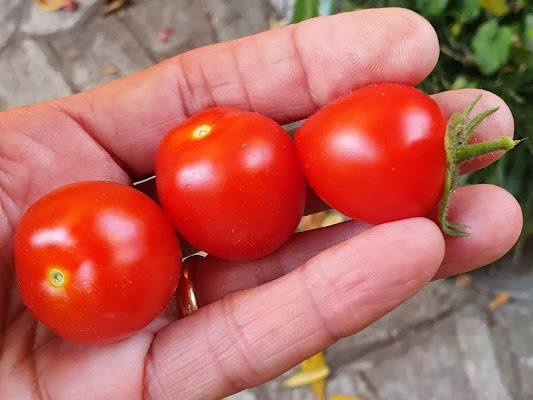 Rosso pomodoro di Agnus_ge