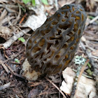 Black Morel