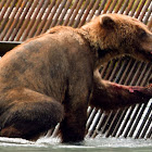 Brown Bear