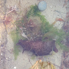 California Sea Hare