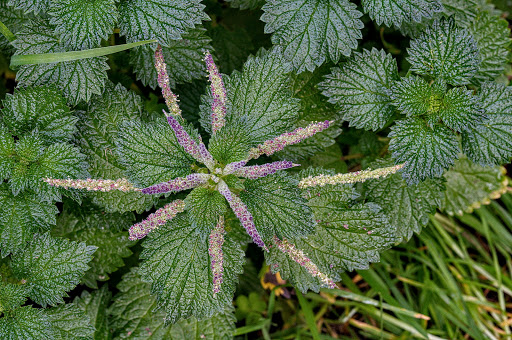 Urtica membranacea