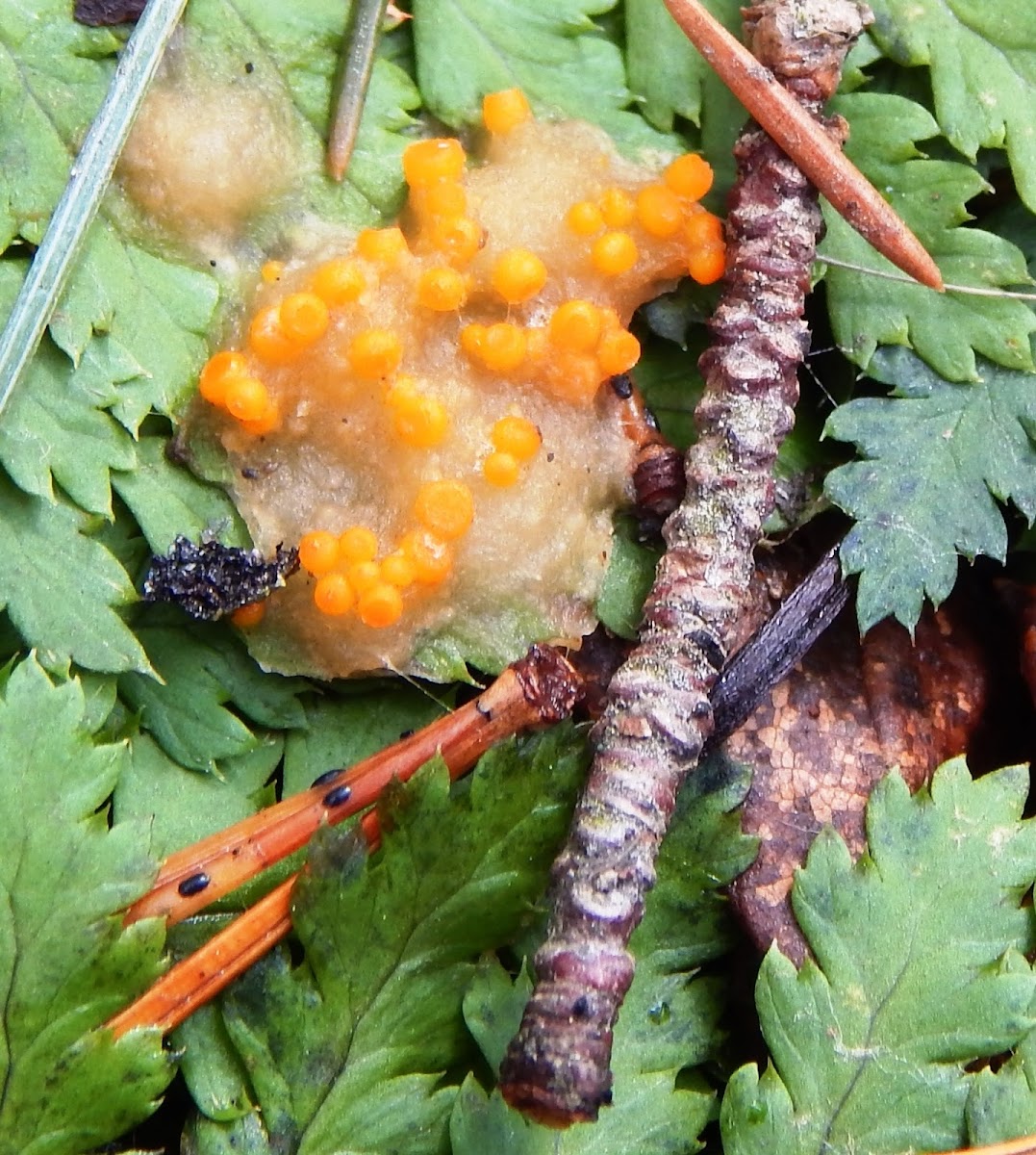 Slime Fungi