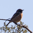 Stonechat; Tarabilla Común