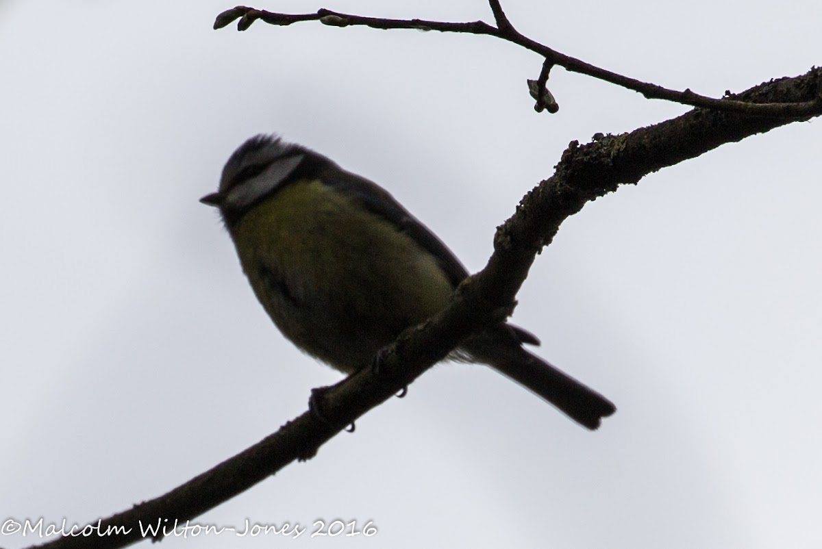 Blue Tit