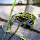 Northern Leopard Frog