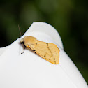 Buff Ermine