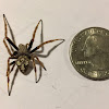 Tropical Orb Weaver (subadult)