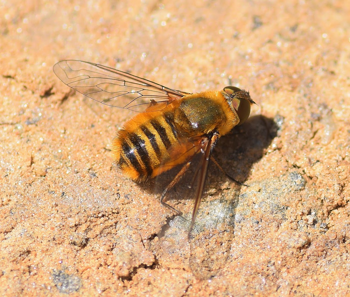 Villa Bee-fly