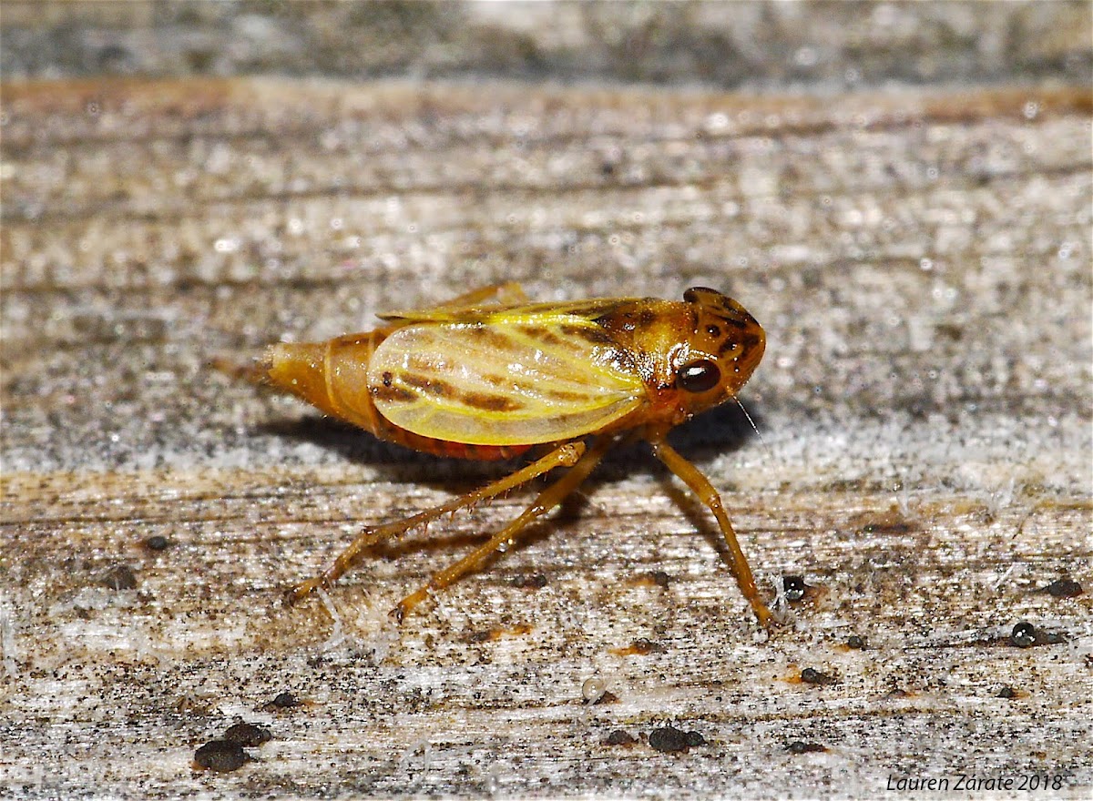 Leafhopper