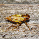 Leafhopper