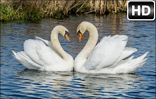 Swan Wallpapers Swans New Tab - freeaddon.com small promo image