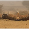 Griffon Vulture