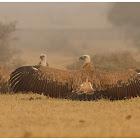 Griffon Vulture