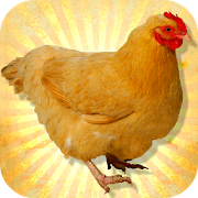 Chicken 3D Simulator 1.2 Icon