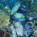 Queen angelfish