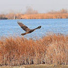 Western Marsh Harrier