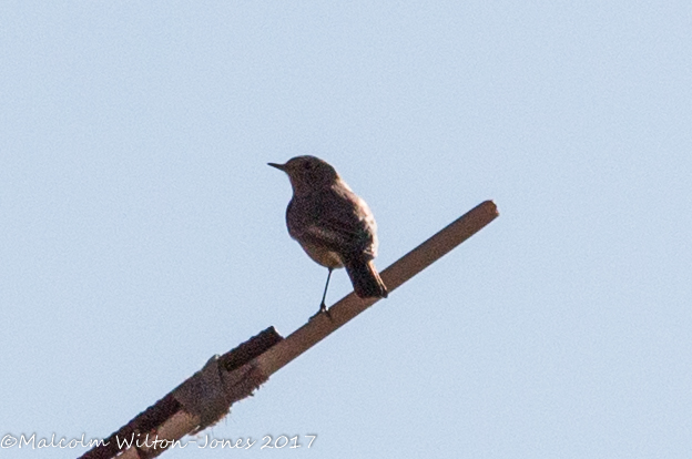 Black Redstart; Colirrojo Tizón