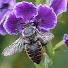 Megachilid leaf cutter bee