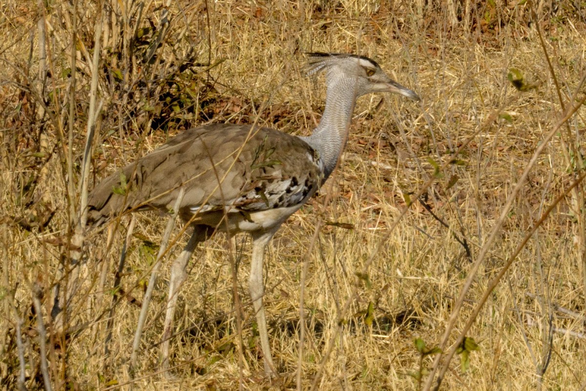 Kori bustard