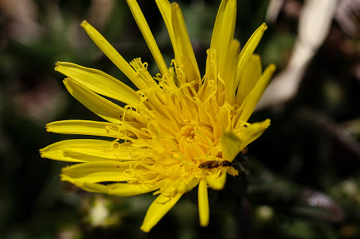 Scorzonera humilis