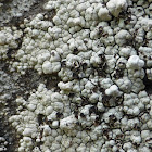 Trapelia Lichen