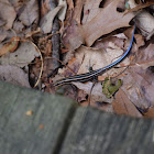 Five-lined Skink