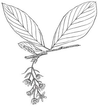 indian plum.jpg