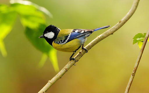 Colorful Bird Perched on a Branch in a Sunny screenshot 2