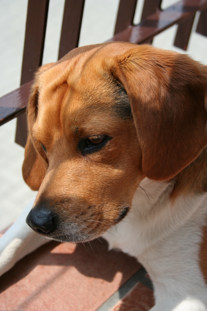 Beagle curioso di kikina