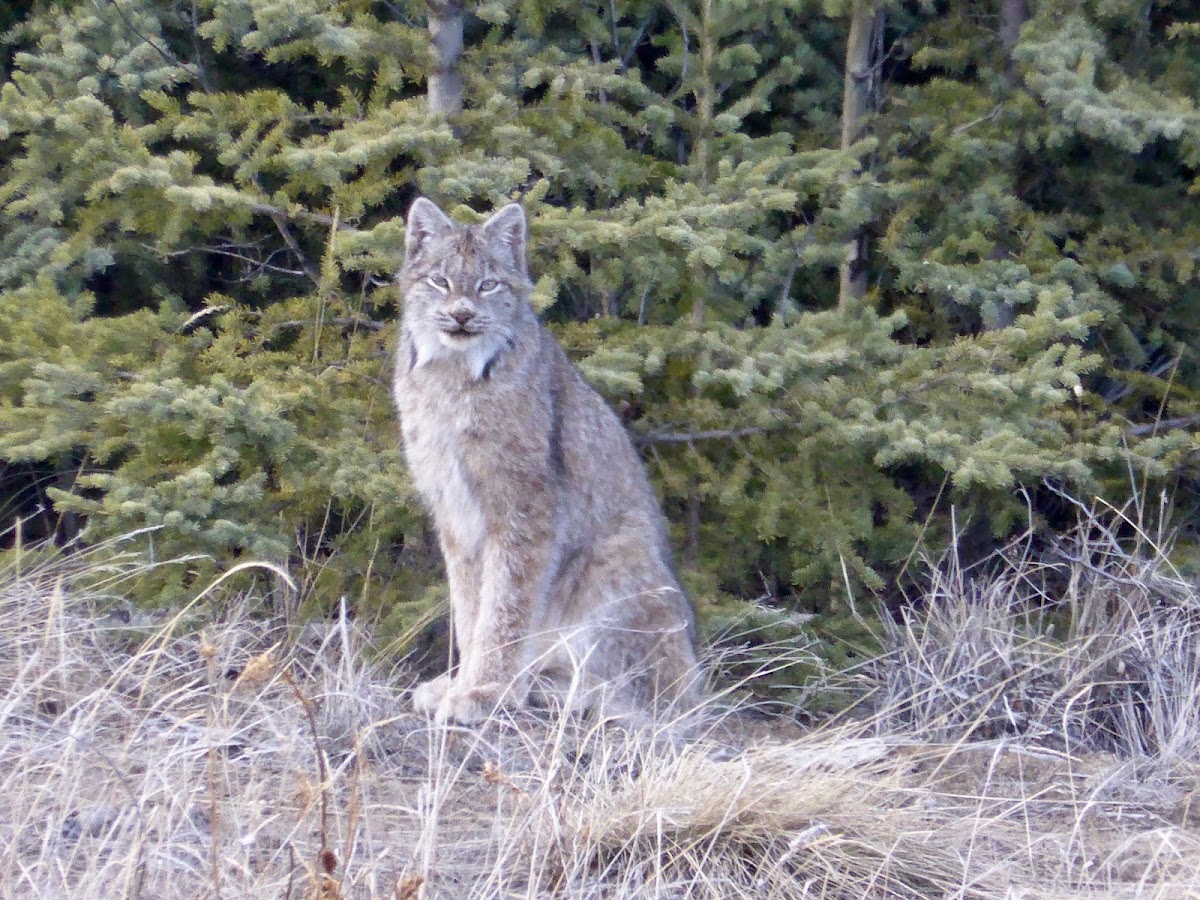 Canada Lynx