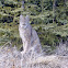 Canada Lynx