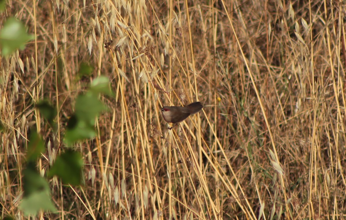 Common Waxbill