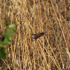 Common Waxbill